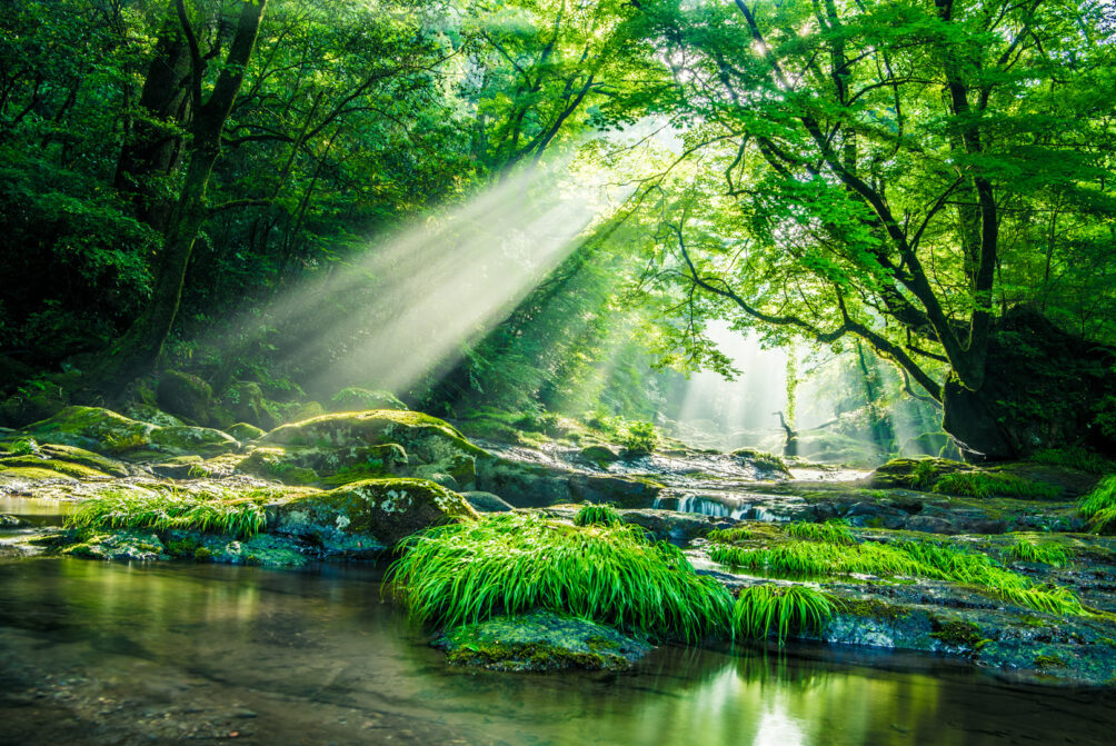 Forest_stream