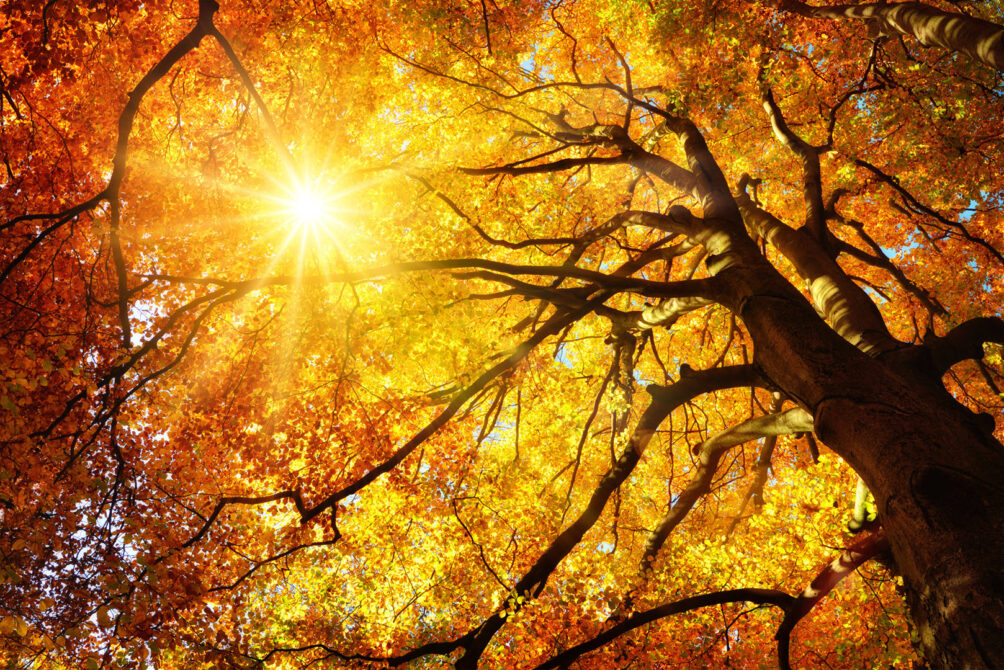 Autumn tree looking up